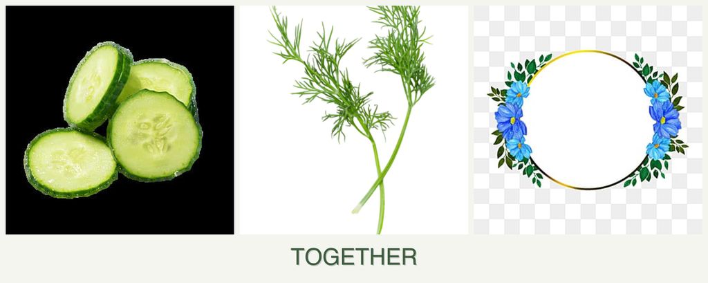 Can you plant cucumbers, dill and zinnias together?