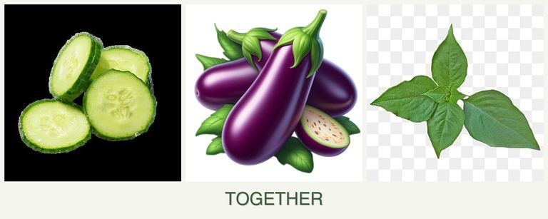 Can you plant cucumbers, eggplant and basil together?