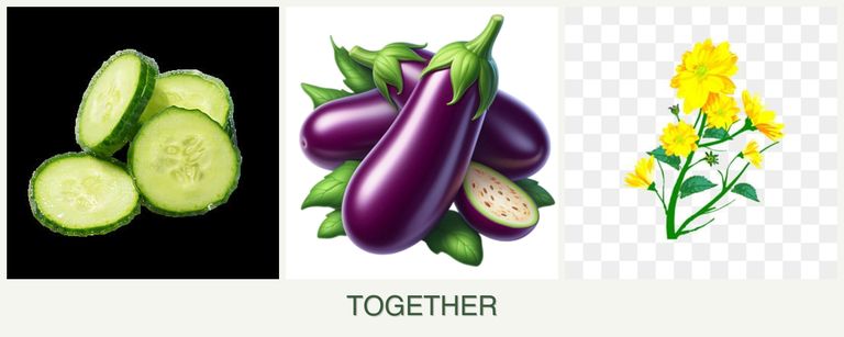 Can you plant cucumbers, eggplant and calendula together?