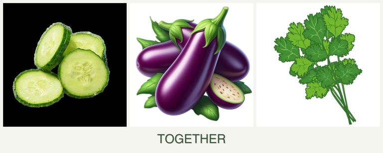 Can you plant cucumbers, eggplant and cilantro together?