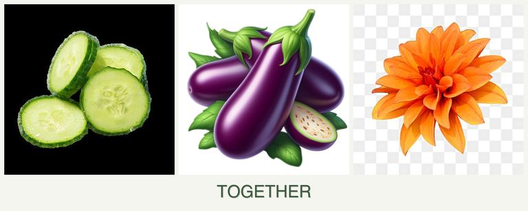 Can you plant cucumbers, eggplant and dahlias together?