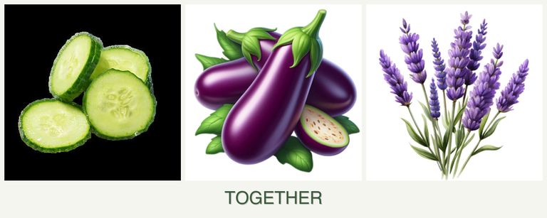 Can you plant cucumbers, eggplant and lavender together?