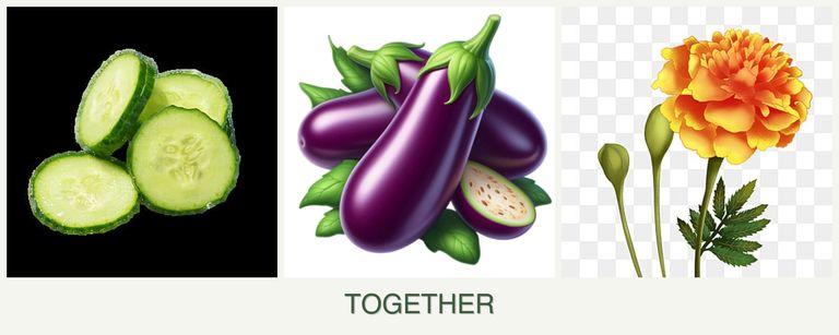 Can you plant cucumbers, eggplant and marigolds together?