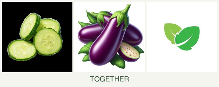 Can you plant cucumbers, eggplant and mint together?