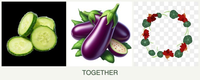 Can you plant cucumbers, eggplant and nasturtiums together?