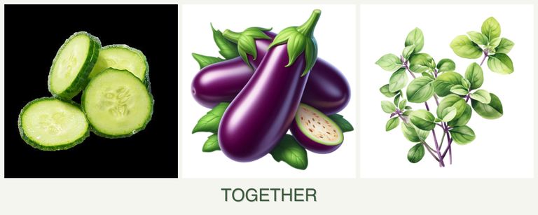 Can you plant cucumbers, eggplant and oregano together?