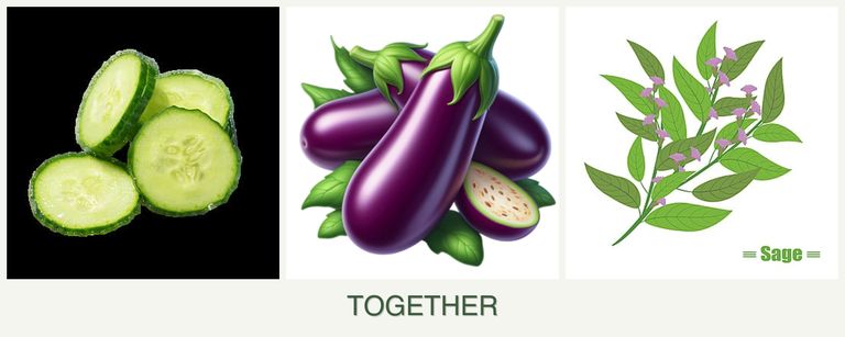Can you plant cucumbers, eggplant and sage together?