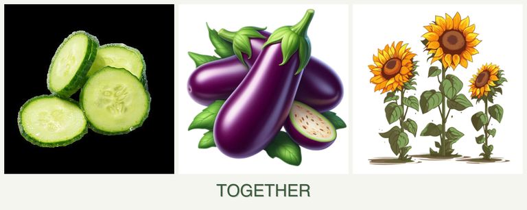 Can you plant cucumbers, eggplant and sunflowers together?