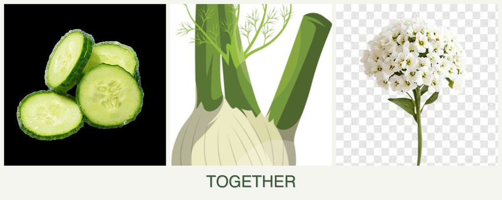 Can you plant cucumbers, fennel and alyssum together?