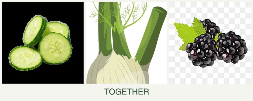 Can you plant cucumbers, fennel and blackberries together?
