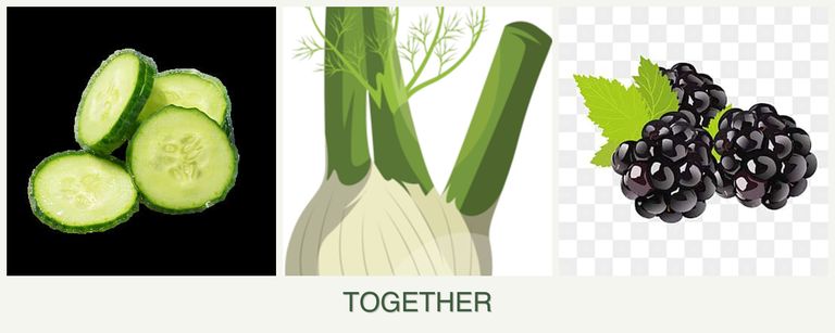 Can you plant cucumbers, fennel and blackberries together?