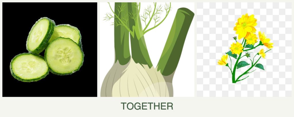 Can you plant cucumbers, fennel and calendula together?