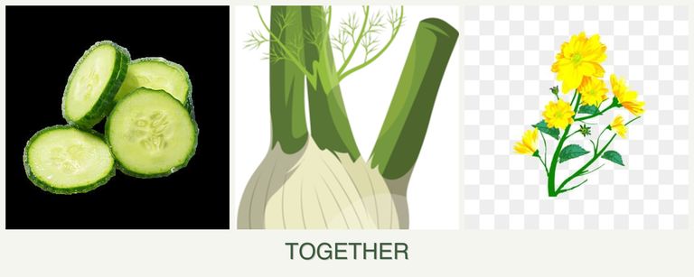 Can you plant cucumbers, fennel and calendula together?