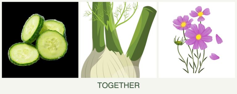 Can you plant cucumbers, fennel and cosmos together?