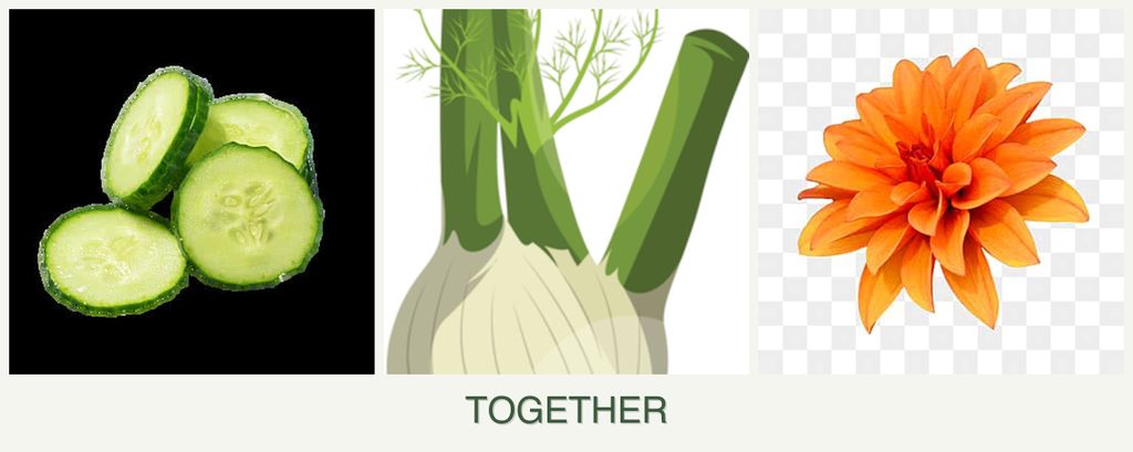 Can you plant cucumbers, fennel and dahlias together?