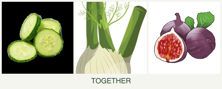 Can you plant cucumbers, fennel and figs together?