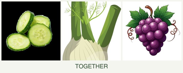 Can you plant cucumbers, fennel and grapes together?
