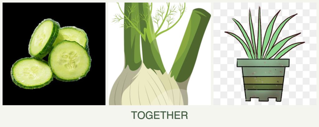 Can you plant cucumbers, fennel and lemongrass together?