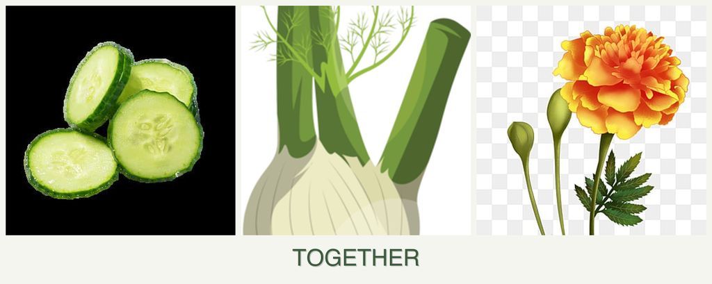 Can you plant cucumbers, fennel and marigolds together?