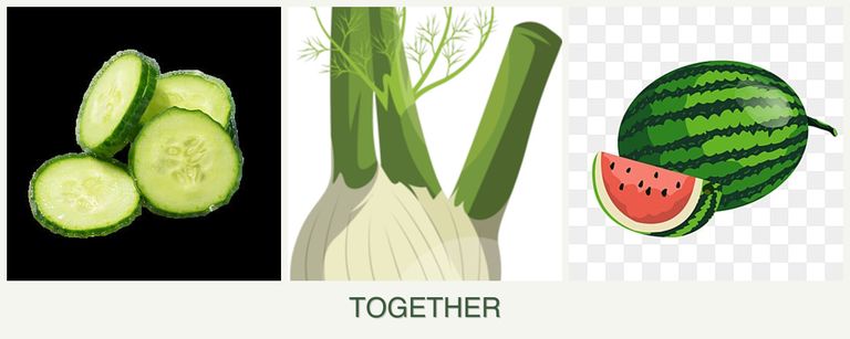 Can you plant cucumbers, fennel and melons together?