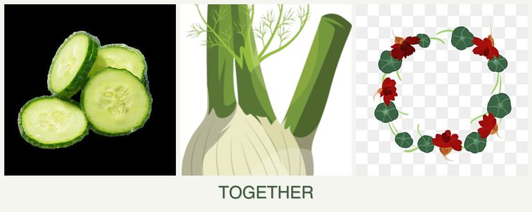 Can you plant cucumbers, fennel and nasturtiums together?