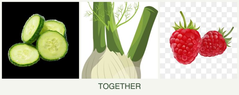 Can you plant cucumbers, fennel and raspberries together?