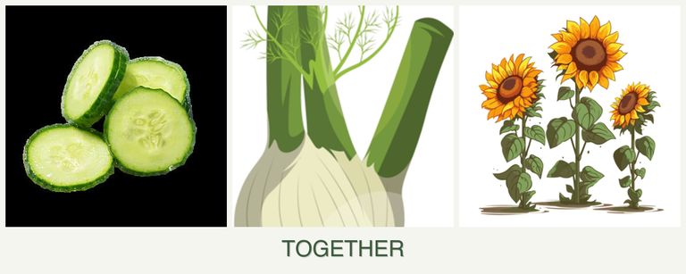 Can you plant cucumbers, fennel and sunflowers together?