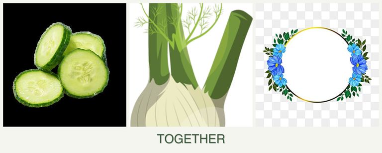 Can you plant cucumbers, fennel and zinnias together?