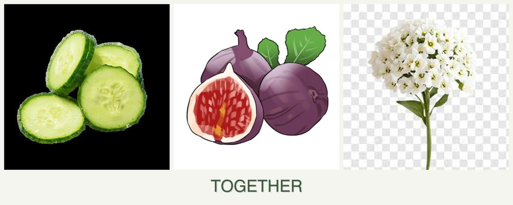 Can you plant cucumbers, figs and alyssum together?