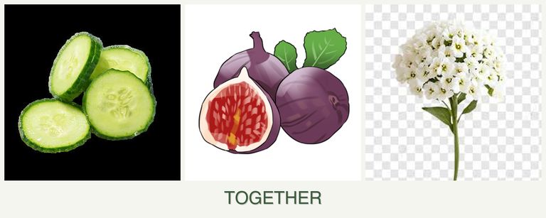 Can you plant cucumbers, figs and alyssum together?