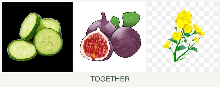 Can you plant cucumbers, figs and calendula together?