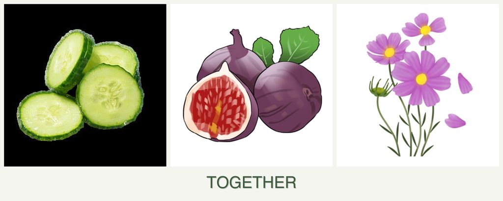 Can you plant cucumbers, figs and cosmos together?
