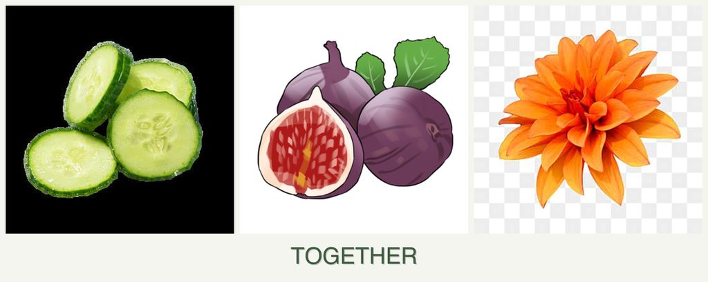 Can you plant cucumbers, figs and dahlias together?