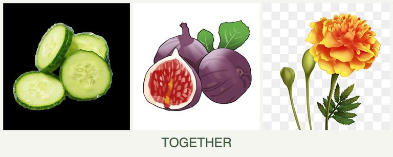 Can you plant cucumbers, figs and marigolds together?