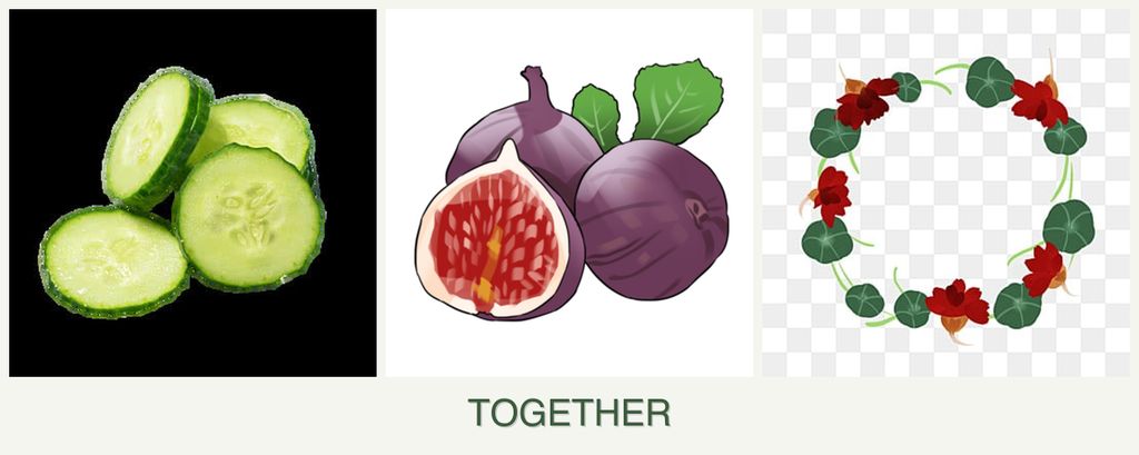 Can you plant cucumbers, figs and nasturtiums together?