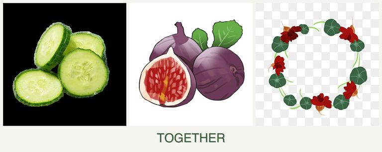 Can you plant cucumbers, figs and nasturtiums together?