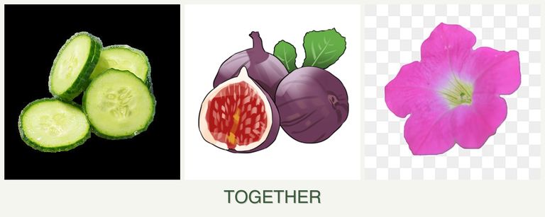 Can you plant cucumbers, figs and petunias together?