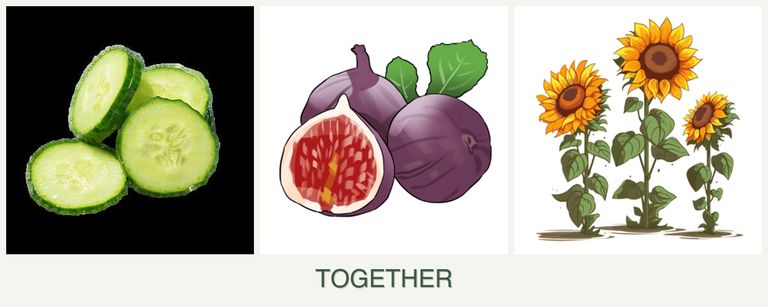 Can you plant cucumbers, figs and sunflowers together?