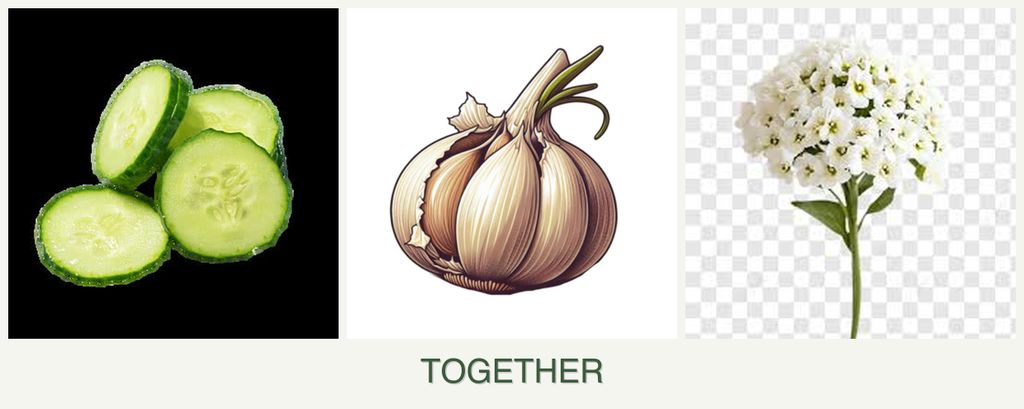 Can you plant cucumbers, garlic and alyssum together?