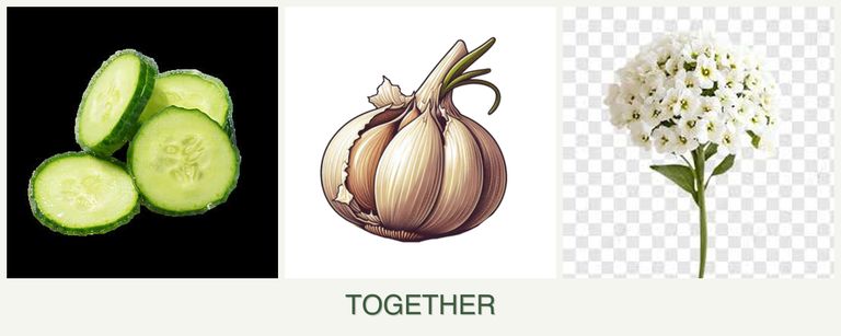 Can you plant cucumbers, garlic and alyssum together?