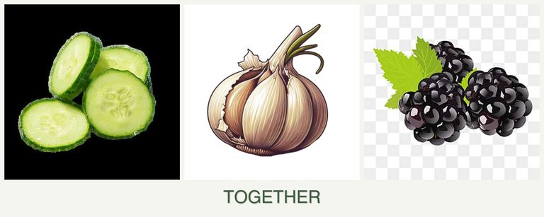Can you plant cucumbers, garlic and blackberries together?