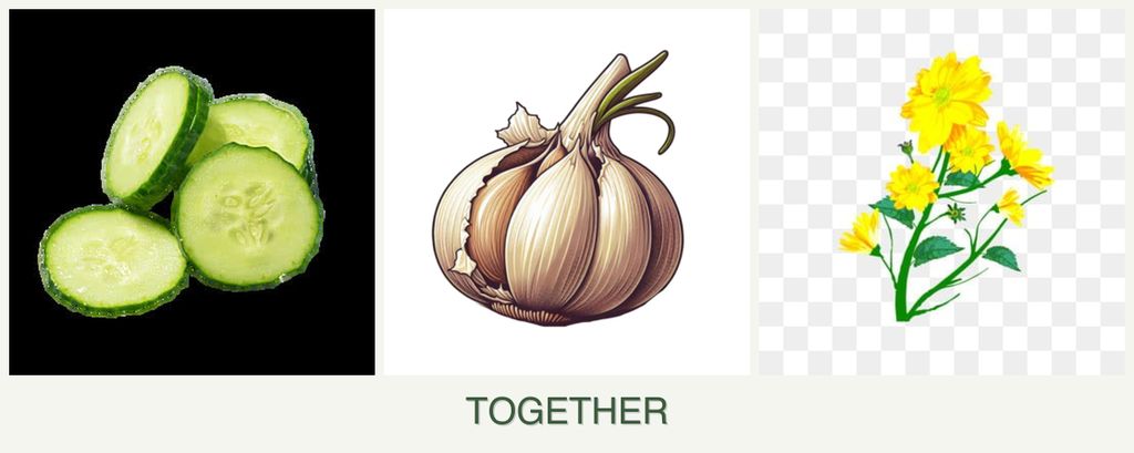 Can you plant cucumbers, garlic and calendula together?