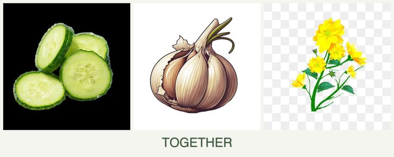 Can you plant cucumbers, garlic and calendula together?