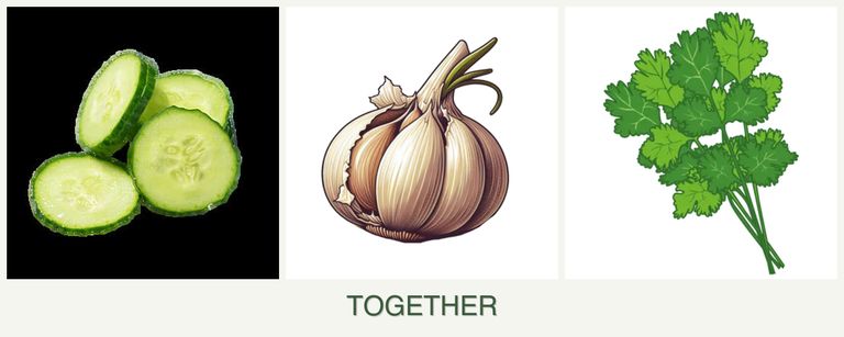 Can you plant cucumbers, garlic and cilantro together?