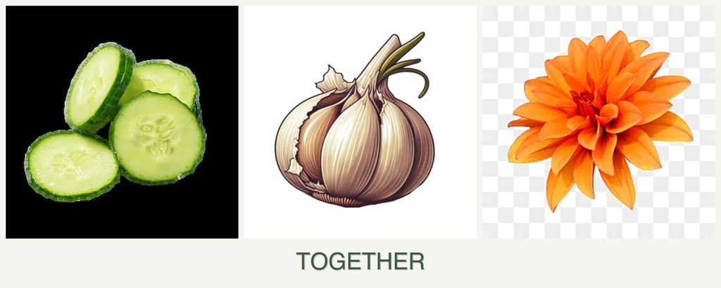 Can you plant cucumbers, garlic and dahlias together?