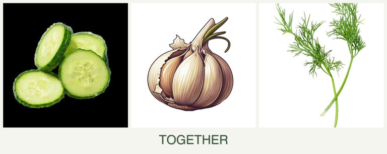 Can you plant cucumbers, garlic and dill together?