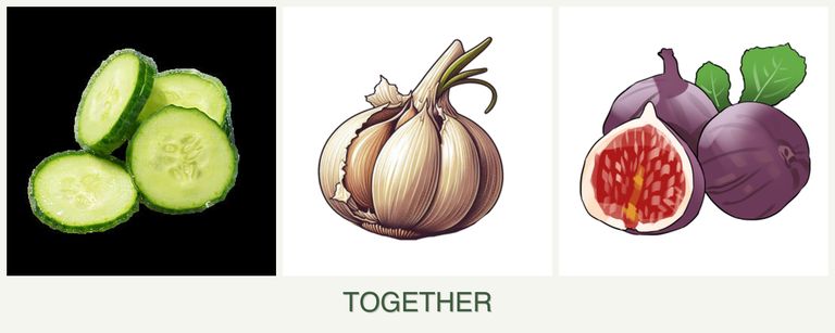 Can you plant cucumbers, garlic and figs together?