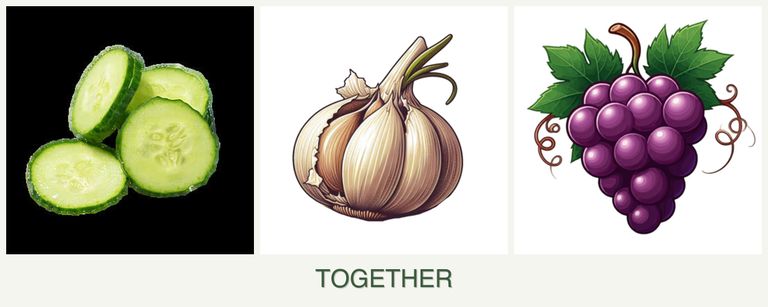 Can you plant cucumbers, garlic and grapes together?