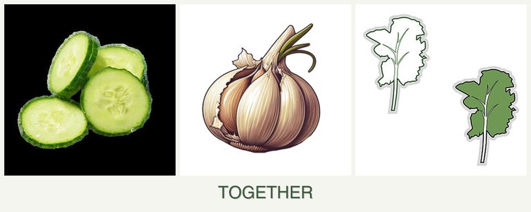 Can you plant cucumbers, garlic and kale together?