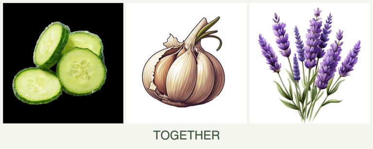 Can you plant cucumbers, garlic and lavender together?